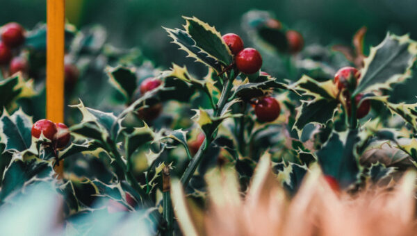 Close up of holly bush