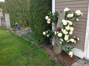 This camellia is one of the first signs that winter's over