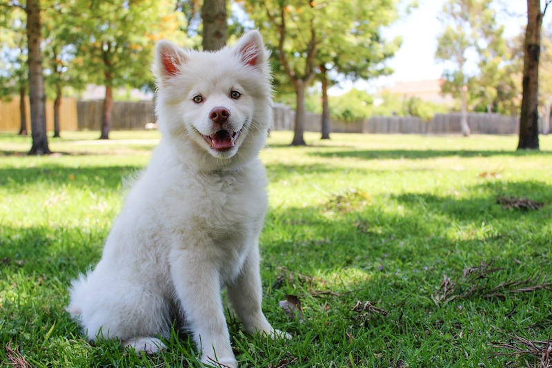 dog in backyard