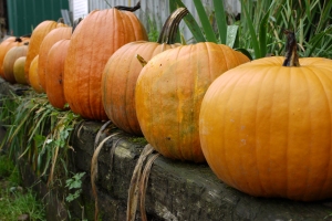 pumpkins