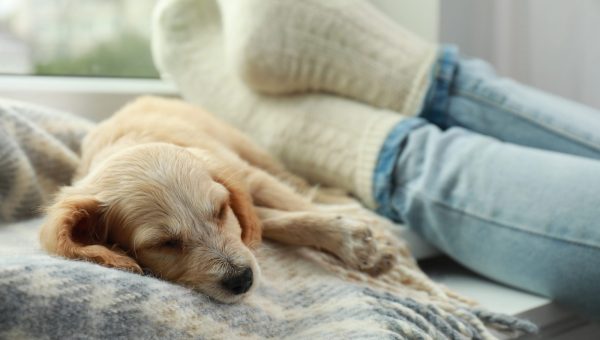 Dog lounging by persons feet