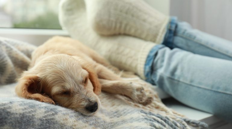 Dog lounging by persons feet