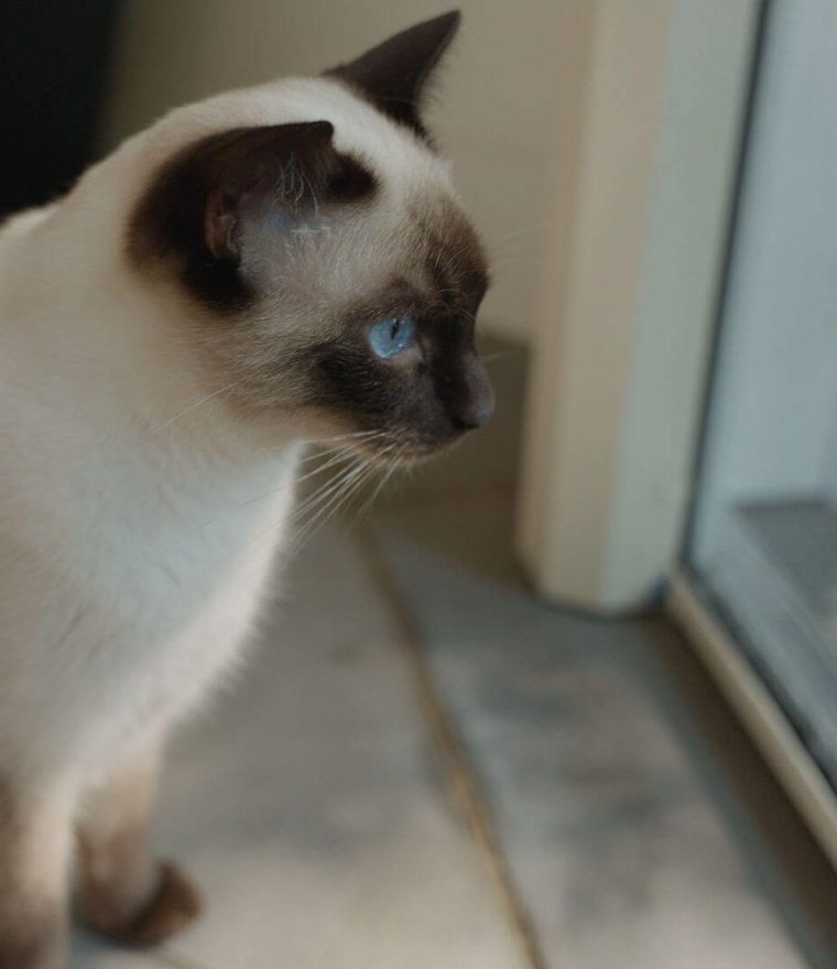 Siamese cat looking out a Phantom Screens retractable door screen