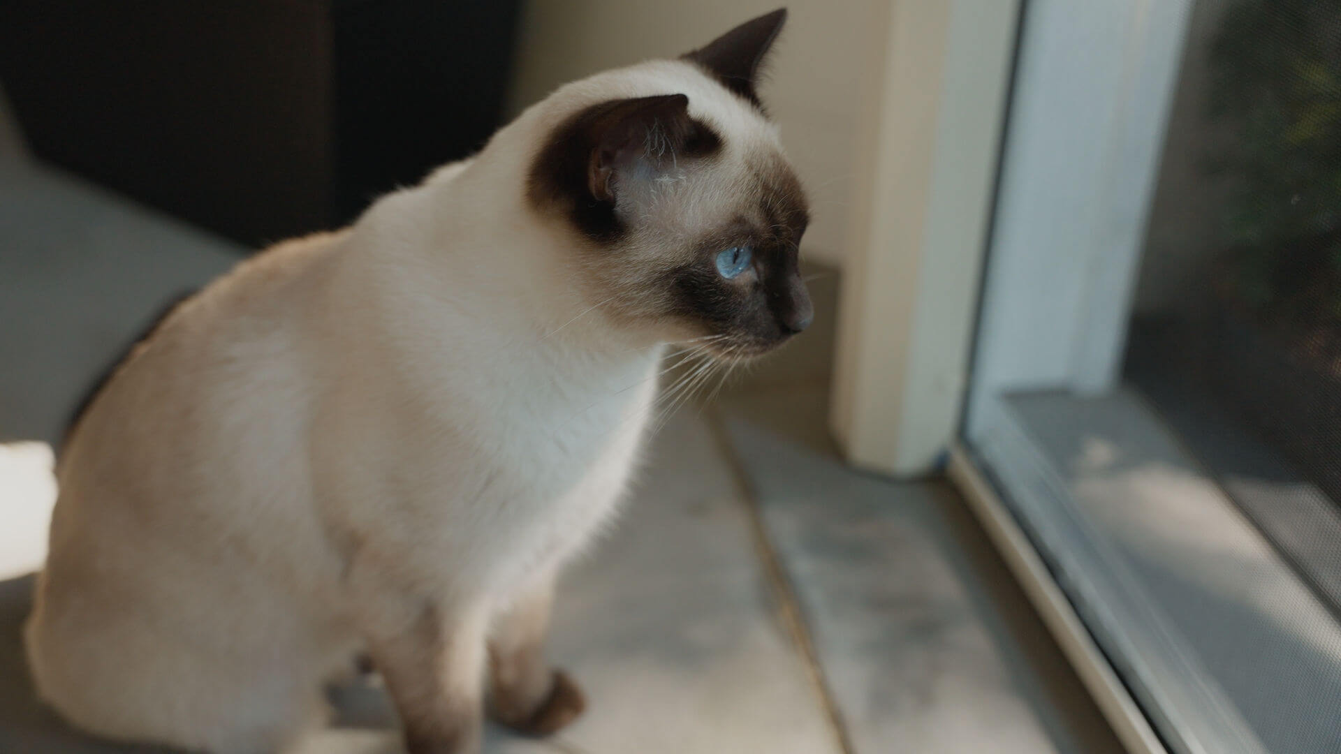 Siamese cat looking out a Phantom Screens retractable door screen