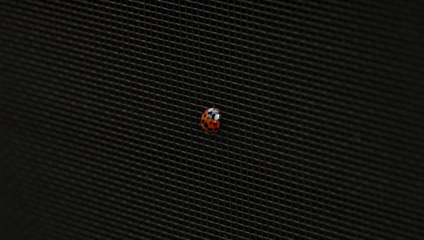 Ladybug on Phantom Screens