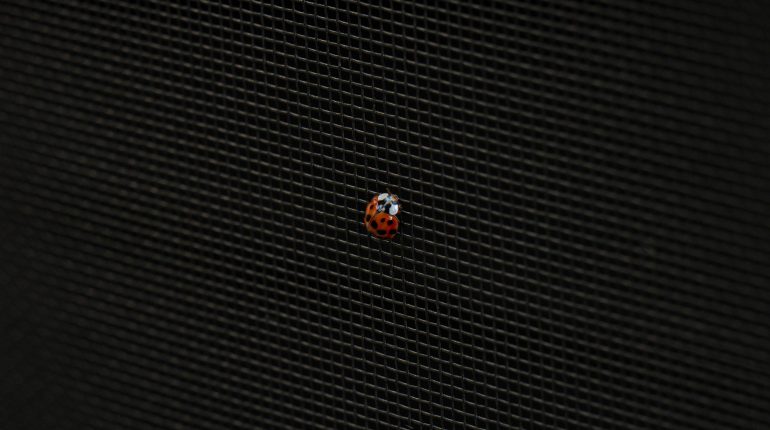 Ladybug on Phantom Screens