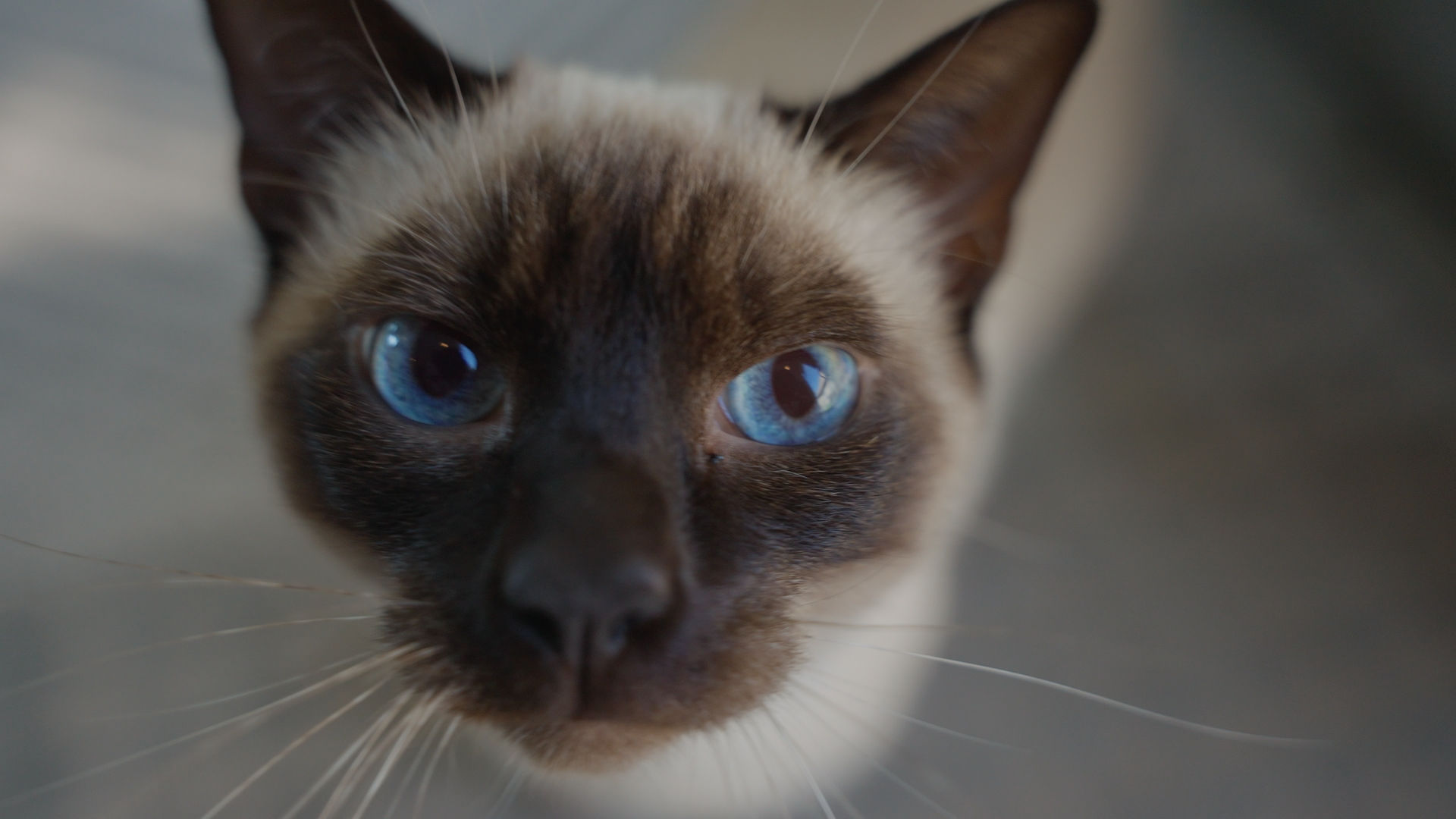 Cat with Phantom Screens retractable screens